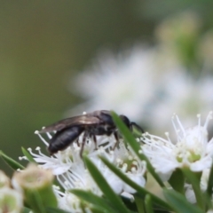 Euryglossa sp. (genus) (A native bee) at Cook, ACT - 15 Jan 2023 by Tammy