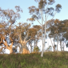 Eucalyptus rossii (Inland Scribbly Gum) at Theodore, ACT - 15 Oct 2022 by MichaelBedingfield