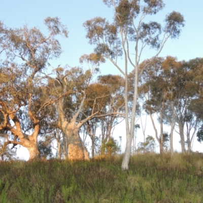 Eucalyptus rossii (Inland Scribbly Gum) at Theodore, ACT - 15 Oct 2022 by MichaelBedingfield