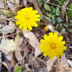 Leontodon saxatilis (Lesser Hawkbit, Hairy Hawkbit) at Cook, ACT - 13 Jan 2023 by SarahHnatiuk