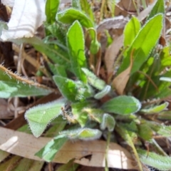 Leontodon saxatilis at Cook, ACT - 14 Jan 2023 09:39 AM