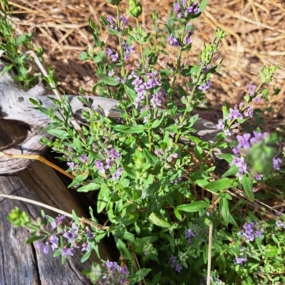 Mentha diemenica (Wild Mint, Slender Mint) at Molonglo Valley, ACT - 13 Jan 2023 by SarahHnatiuk