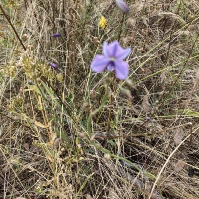 Arthropodium fimbriatum (Nodding Chocolate Lily) at Federal Golf Course - 16 Jan 2023 by Jenny54