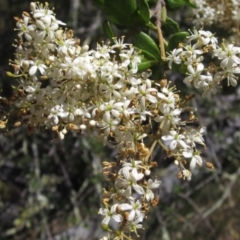 Bursaria spinosa subsp. lasiophylla (Australian Blackthorn) at Hawker, ACT - 11 Jan 2023 by pinnaCLE