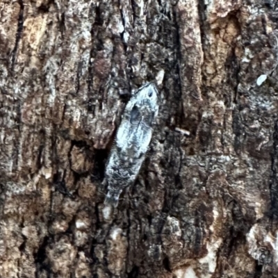 Leptozestis harmosta (A Gelechioid moth (Cosmopterigidae)) at Ainslie, ACT - 15 Jan 2023 by Pirom