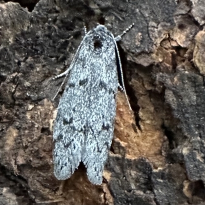 Palimmeces (genus) (a Philobota Group moth) at Ainslie, ACT - 2 Jan 2023 by Pirom