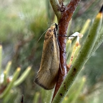 Telocharacta metachroa (A concealer moth) at Jagungal Wilderness, NSW - 9 Jan 2023 by Pirom