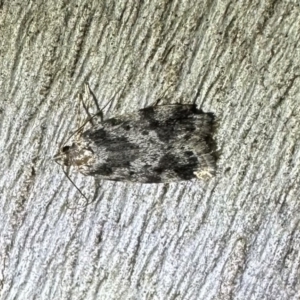 Barea confusella at Ainslie, ACT - 2 Jan 2023 08:36 PM