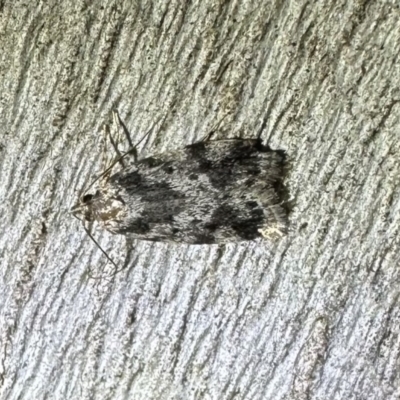 Barea confusella (A Concealer moth) at Corroboree Park - 2 Jan 2023 by Pirom