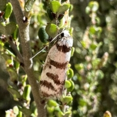 Philobota impletella Group (A concealer moth) at Jagungal Wilderness, NSW - 9 Jan 2023 by Pirom