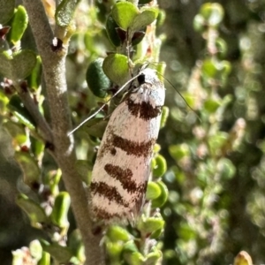 Philobota impletella Group at Jagungal Wilderness, NSW - 10 Jan 2023