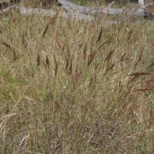 Sorghum leiocladum at Hawker, ACT - 11 Jan 2023