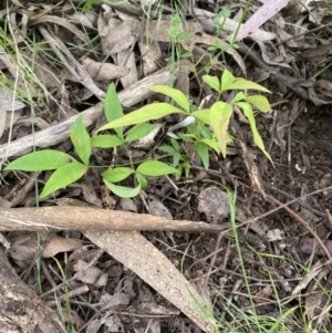 Nandina domestica at Wamboin, NSW - 11 Nov 2022