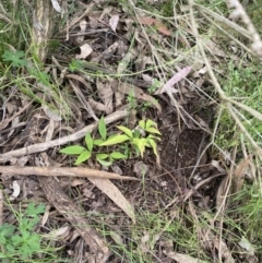 Nandina domestica at Wamboin, NSW - 11 Nov 2022