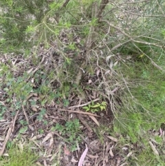 Nandina domestica at Wamboin, NSW - 11 Nov 2022