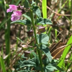 Scutellaria humilis at Lower Boro, NSW - 14 Jan 2023