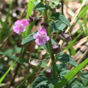 Scutellaria humilis at Lower Boro, NSW - 14 Jan 2023