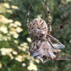 Backobourkia brounii (Broun's orb weaver) at Borough, NSW - 14 Jan 2023 by mcleana