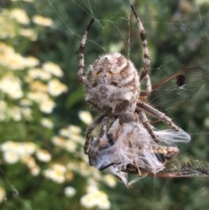 Backobourkia brounii at Borough, NSW - 14 Jan 2023