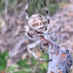 Backobourkia brounii at Borough, NSW - 14 Jan 2023