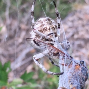 Backobourkia brounii at Borough, NSW - 14 Jan 2023