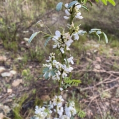 Indigofera australis subsp. australis (Australian Indigo) at Wamboin, NSW - 25 Oct 2022 by natureguy