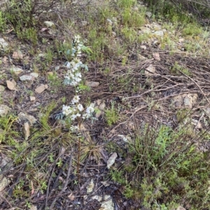 Indigofera australis subsp. australis at Wamboin, NSW - 26 Oct 2022