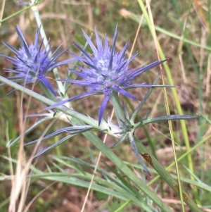 Eryngium ovinum at Lower Boro, NSW - 14 Jan 2023