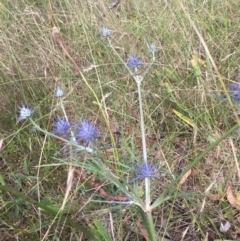 Eryngium ovinum at Lower Boro, NSW - 14 Jan 2023