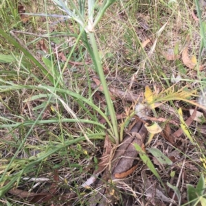 Eryngium ovinum at Lower Boro, NSW - 14 Jan 2023 10:50 AM