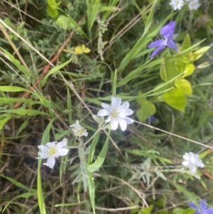 Cerastium tomentosum at Wamboin, NSW - 28 Oct 2022