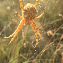 Backobourkia sp. (genus) (An orb weaver) at Lower Boro, NSW - 13 Jan 2023 by mcleana