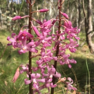 Dipodium roseum at Lower Boro, NSW - suppressed