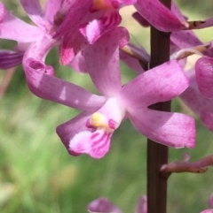 Dipodium roseum at Lower Boro, NSW - suppressed