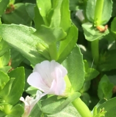 Gratiola peruviana (Australian Brooklime) at Lower Boro, NSW - 14 Jan 2023 by mcleana