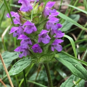 Prunella vulgaris at Lower Boro, NSW - 31 Dec 2022