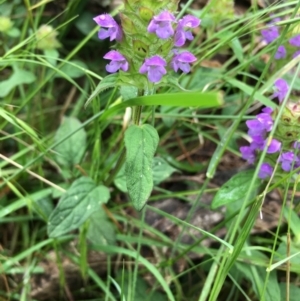 Prunella vulgaris at Lower Boro, NSW - 31 Dec 2022