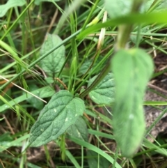 Prunella vulgaris at Lower Boro, NSW - 31 Dec 2022