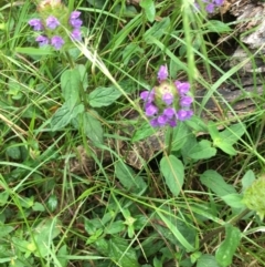 Prunella vulgaris at Lower Boro, NSW - 31 Dec 2022