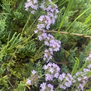 Thymus vulgaris at Wamboin, NSW - 28 Oct 2022