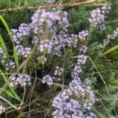 Thymus vulgaris at Wamboin, NSW - 28 Oct 2022 04:25 PM