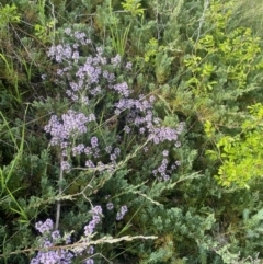 Thymus vulgaris at Wamboin, NSW - 28 Oct 2022 04:25 PM