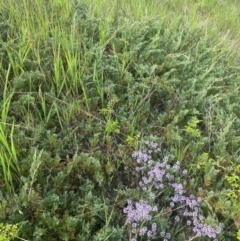 Thymus vulgaris at Wamboin, NSW - 28 Oct 2022 04:25 PM