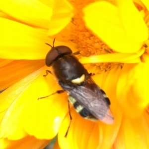 Odontomyia hunteri at Lower Boro, NSW - 30 Dec 2022