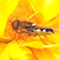 Odontomyia hunteri at Lower Boro, NSW - 30 Dec 2022