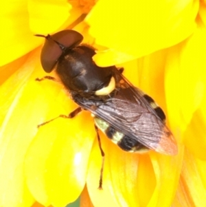 Odontomyia hunteri at Lower Boro, NSW - 30 Dec 2022