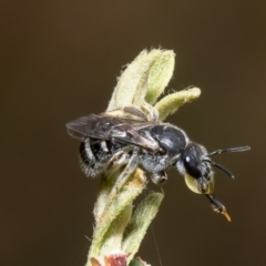 Lasioglossum (Chilalictus) lanarium (Halictid bee) at Molonglo Valley, ACT - 16 Jan 2023 by Roger