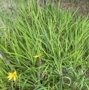 Hemerocallis sp. at Wamboin, NSW - 28 Oct 2022 04:25 PM