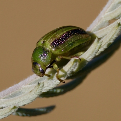 Calomela vittata (Acacia leaf beetle) at Forde, ACT - 10 Jan 2023 by KorinneM