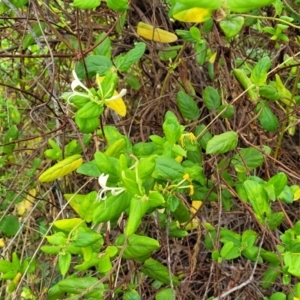 Lonicera japonica at Bruce, ACT - 16 Jan 2023